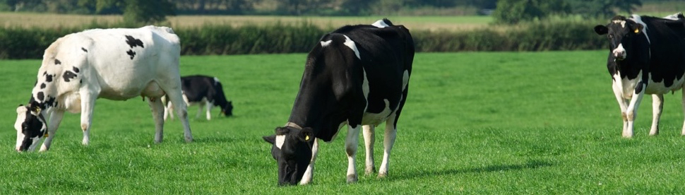 Feeding and managing your dairy herd & young stock this autumn and winter