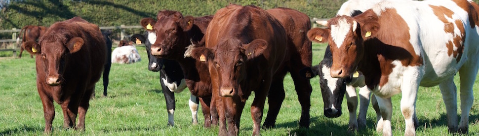 Video: Maximising efficiency in finishing beef cattle