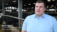 New video: Managing heat stress in dairy cows