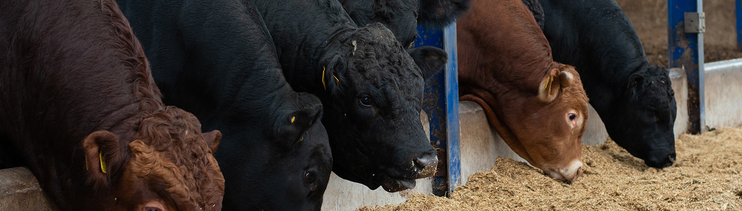 New research farm drives innovation in animal nutrition
