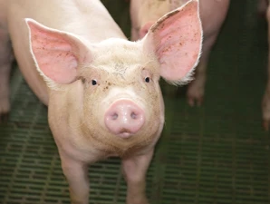 Zero Zinc Conference: The future of the pig sector