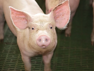 Zero Zinc Conference: The future of the pig sector