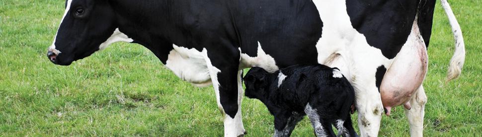 Successful heifer rearing: focus on the pre-weaning calf