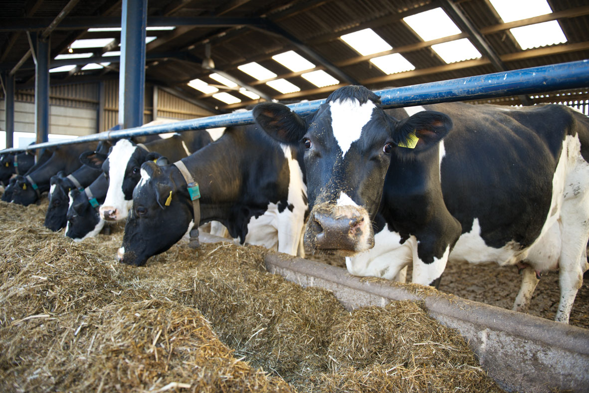 Dairy Trial Efficiency Summary