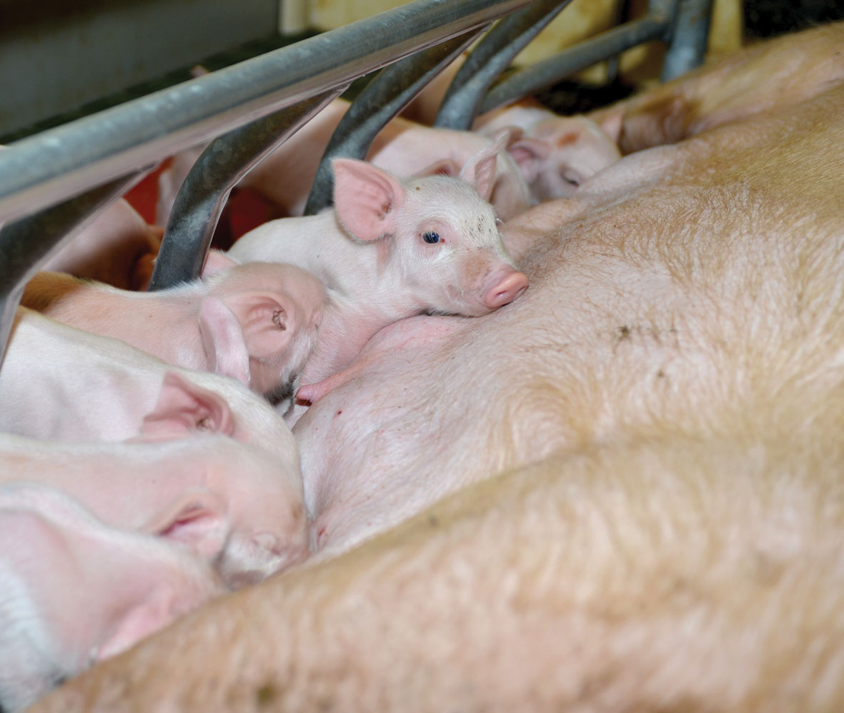 Actisaf feed additive administered in sows