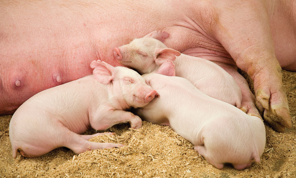 Actisaf and growth performance of piglets