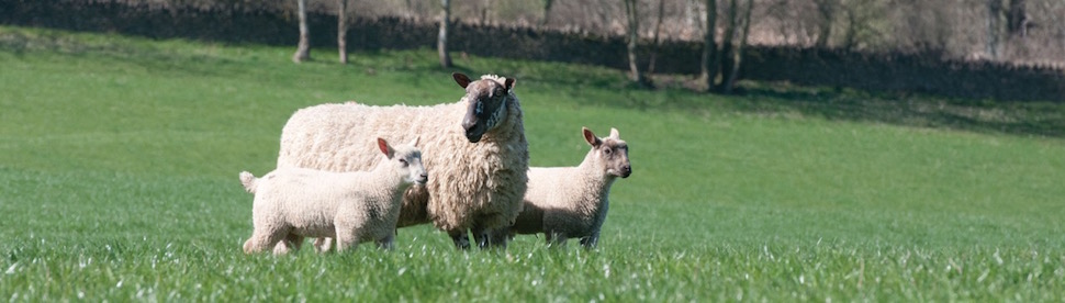 Actisaf sheep presenter