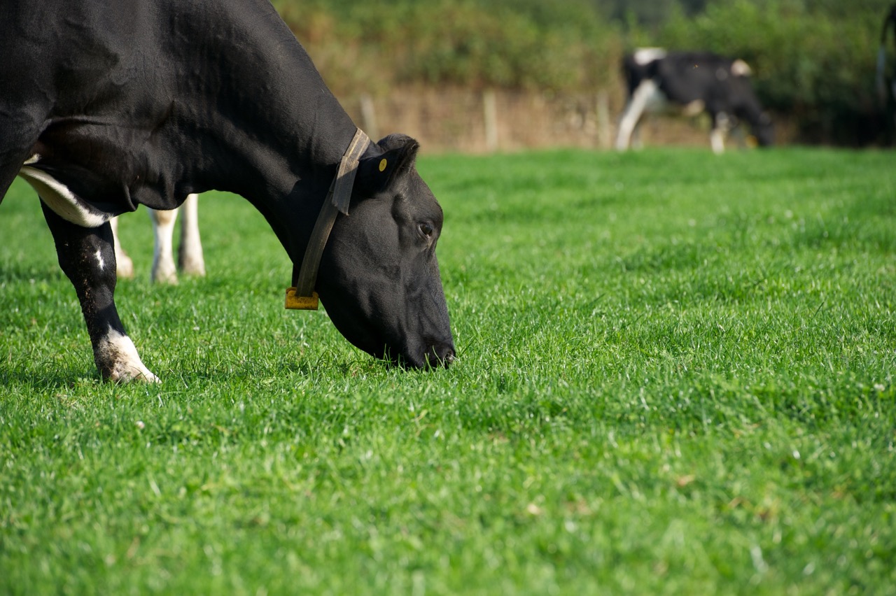 Balancing nutrients in grass with compound feed