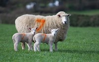 Getting ewe nutrition right in the pre-lambing period