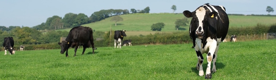 Video: Managing calf rearing - from birth to weaning