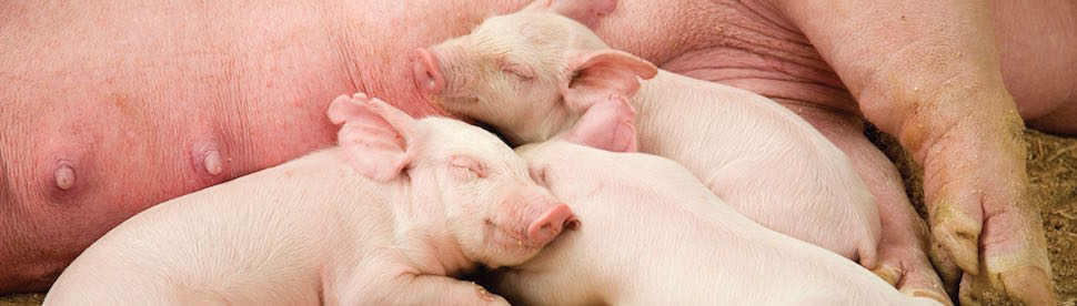 Actisaf feed additive administered in sows