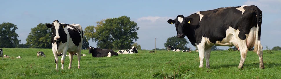 Video: Managing heat stress in dairy cows