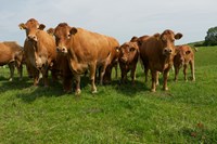 Get beef cattle to market faster with focus on the rumen (GB)