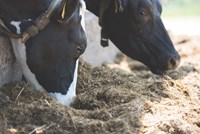 Feeding and managing your dairy herd & young stock this autumn and winter