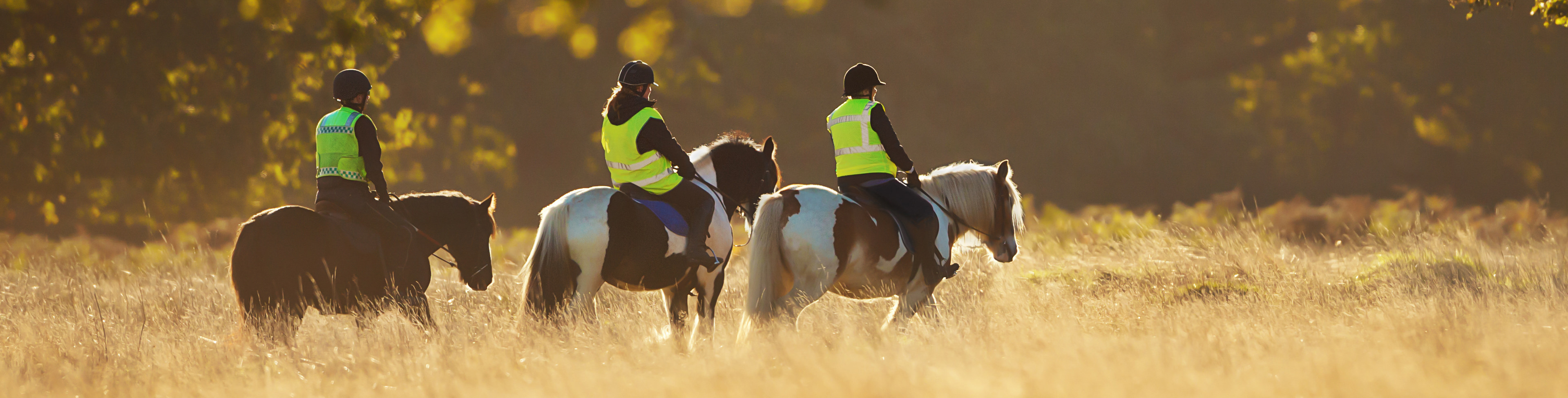 Actisaf and Equine Behaviour - Trial summary