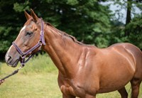 Yeast Solutions: Equine Special