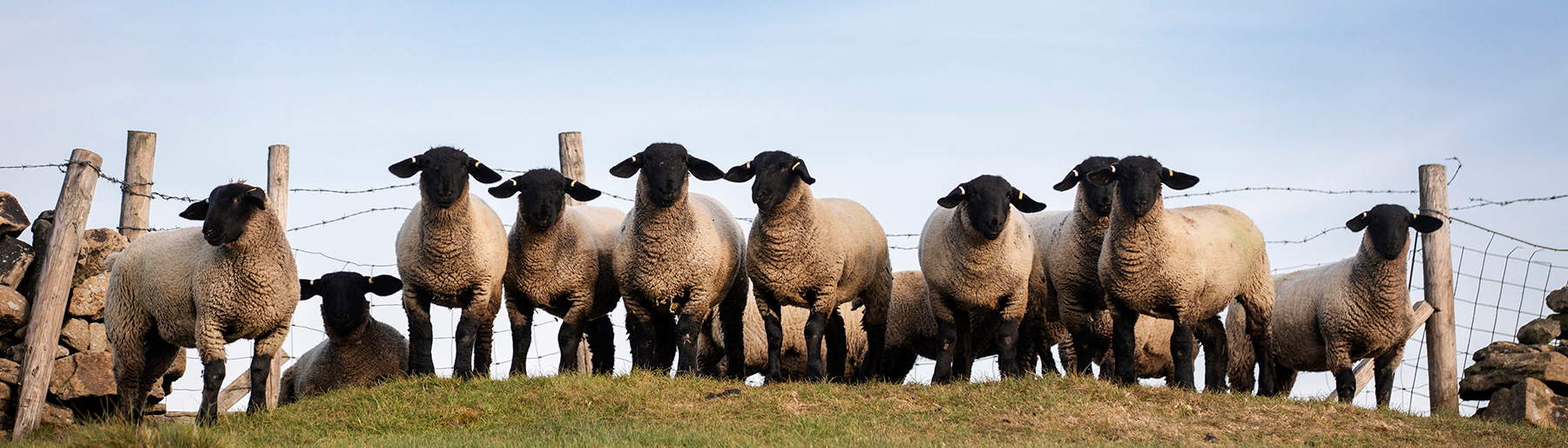 Beef & Lamb: Optimise rumen function for improved feed efficiency