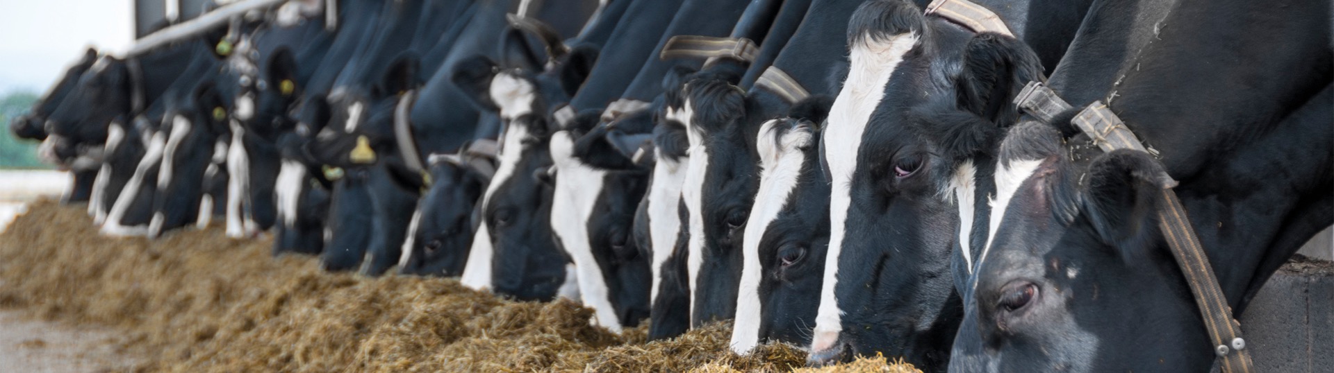 Feed the rumen microbes for improved feed efficiency