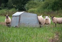 Maximising returns from store lamb production: diet advice and the role of Actisaf live yeast