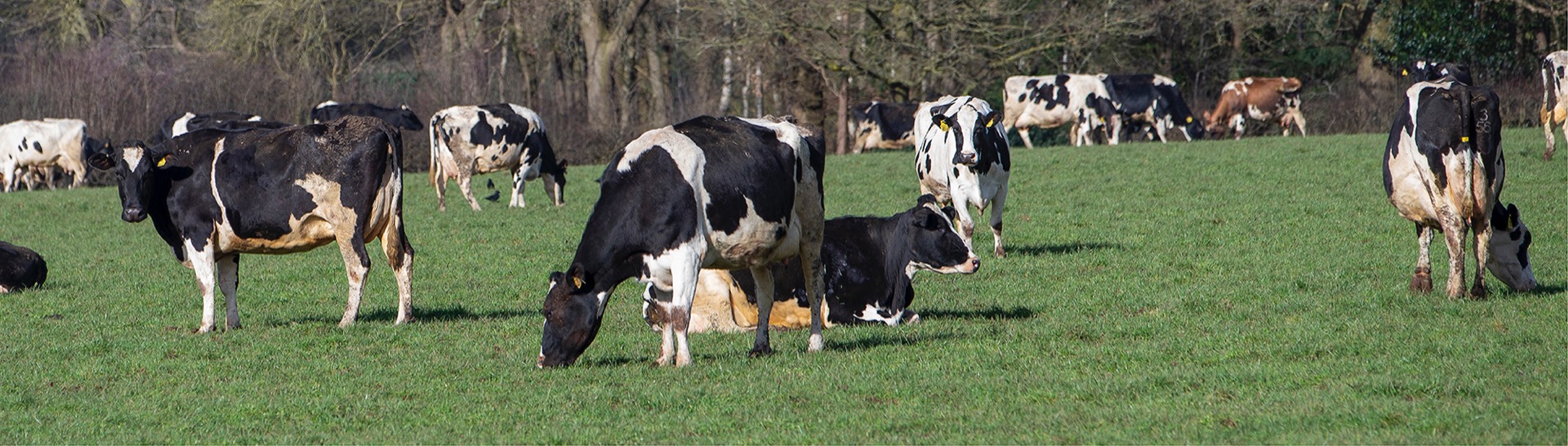 Driving feed efficiency in beef cattle