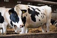 Optimising cow performance during the transition period