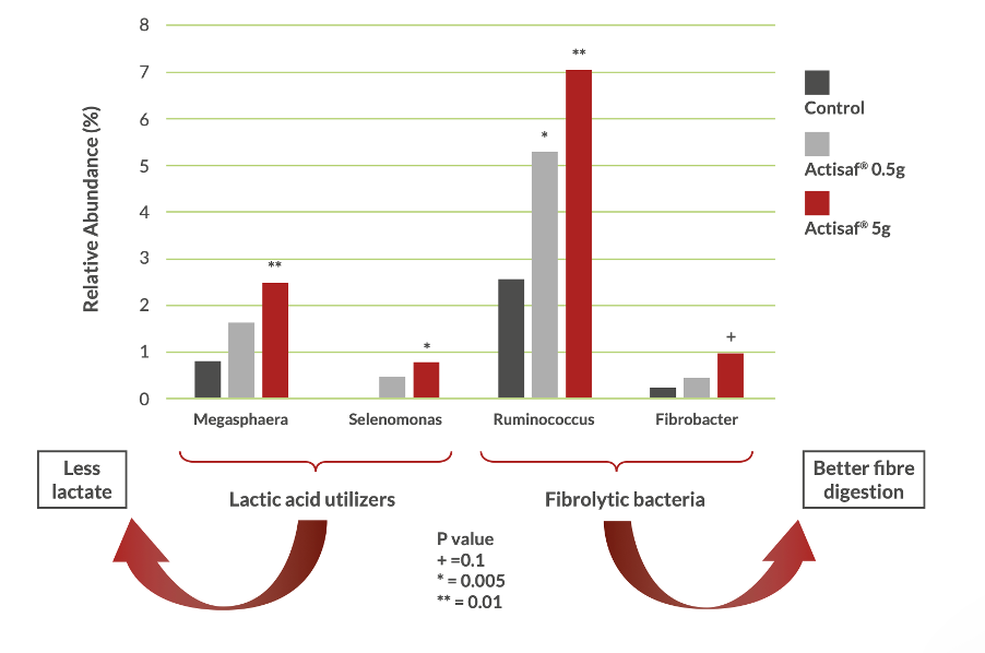 Impact of Actisaf on microbes.png
