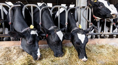 Optimising cow performance during the transition period