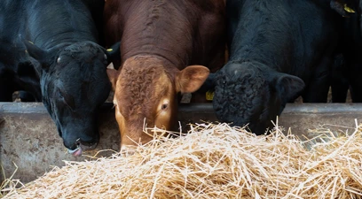 Get beef cattle to market faster with focus on the rumen