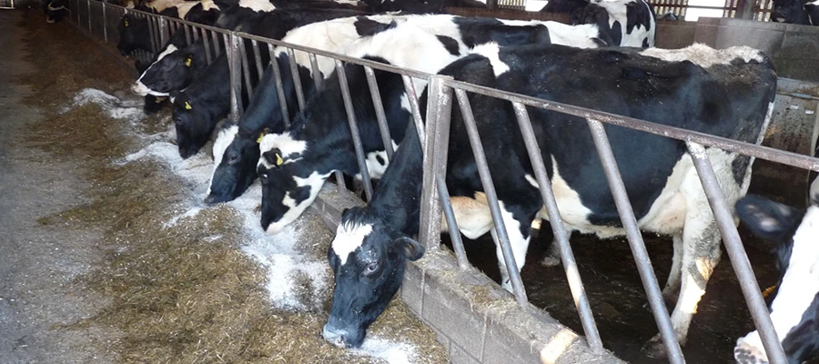 Buttermax and Actisaf® help milk quality and fertility...