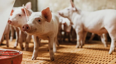 Prioritising gut health to produce healthy piglets