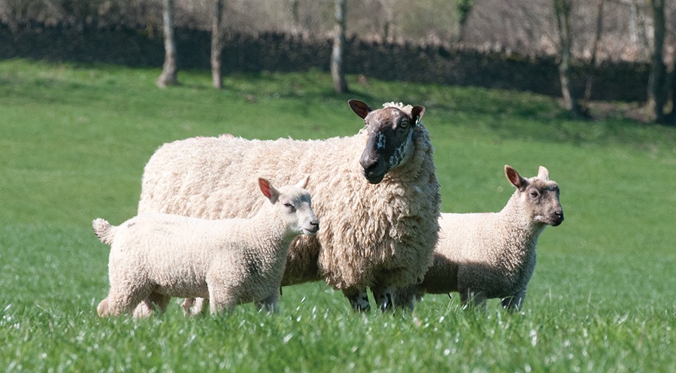 Feeding ewes for a smoother lambing season
