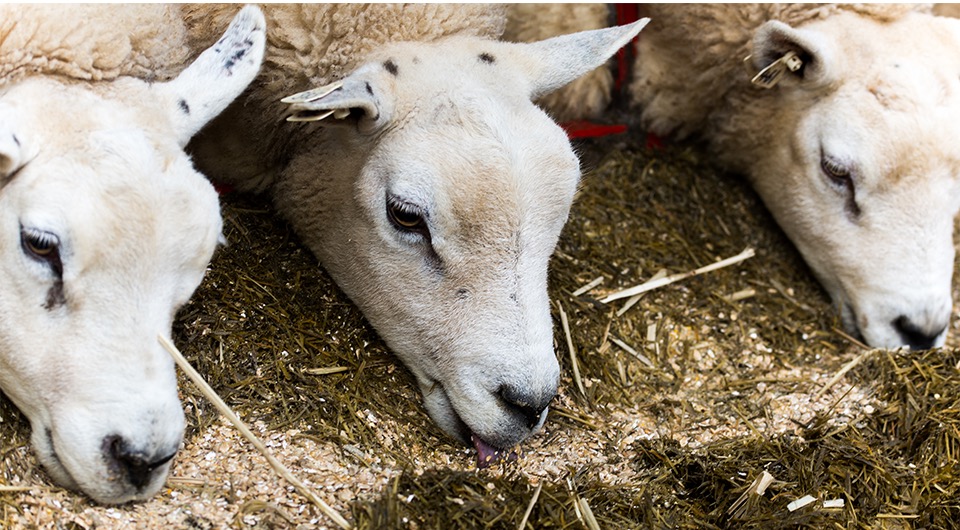 Protect the rumen, protect beef and lamb performance