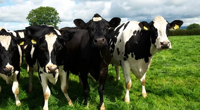 Balancing nutrients in grass with compound feed