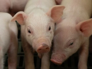 Actisaf® and Safmannan® effects on par with therapeutic zinc oxide