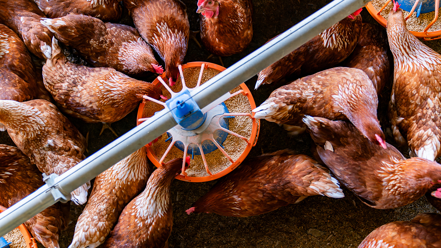 The importance of oxidative stress in laying hen longevity