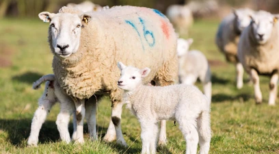 Getting ewe nutrition right in the pre-lambing period