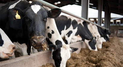 Managing heat stress from the inside out