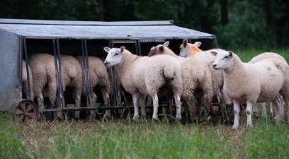 Poor feed efficiency: A hidden expense in finishing beef and lamb