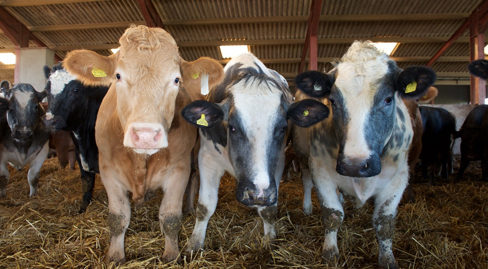 Protect the rumen, protect beef and lamb performance