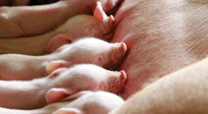 The sow’s microbiome: key to pig health, immunity and performance