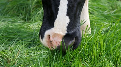 Top tips for grazing turnout...