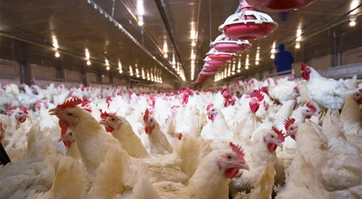 The power of yeast postbiotics in poultry gut health