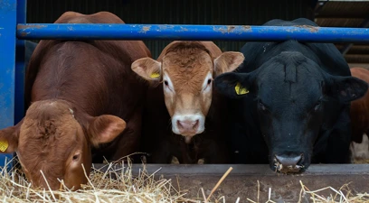 Poor feed efficiency: A hidden expense in finishing beef and lamb