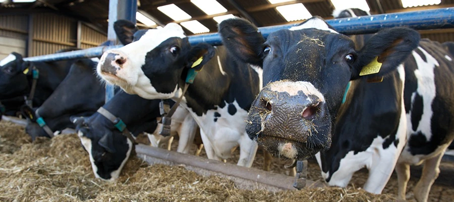 Dairy farmer uses Actisaf to support cow health and performance on robotic dairy unit