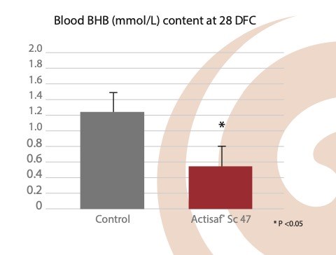 Blood BHB.jpg