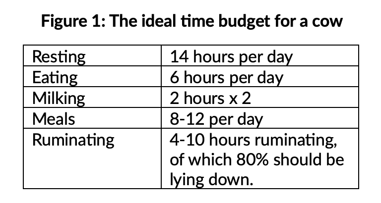Ideal time budget for a cow
