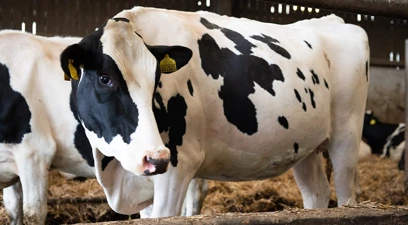 Setting herds up for successful lactation