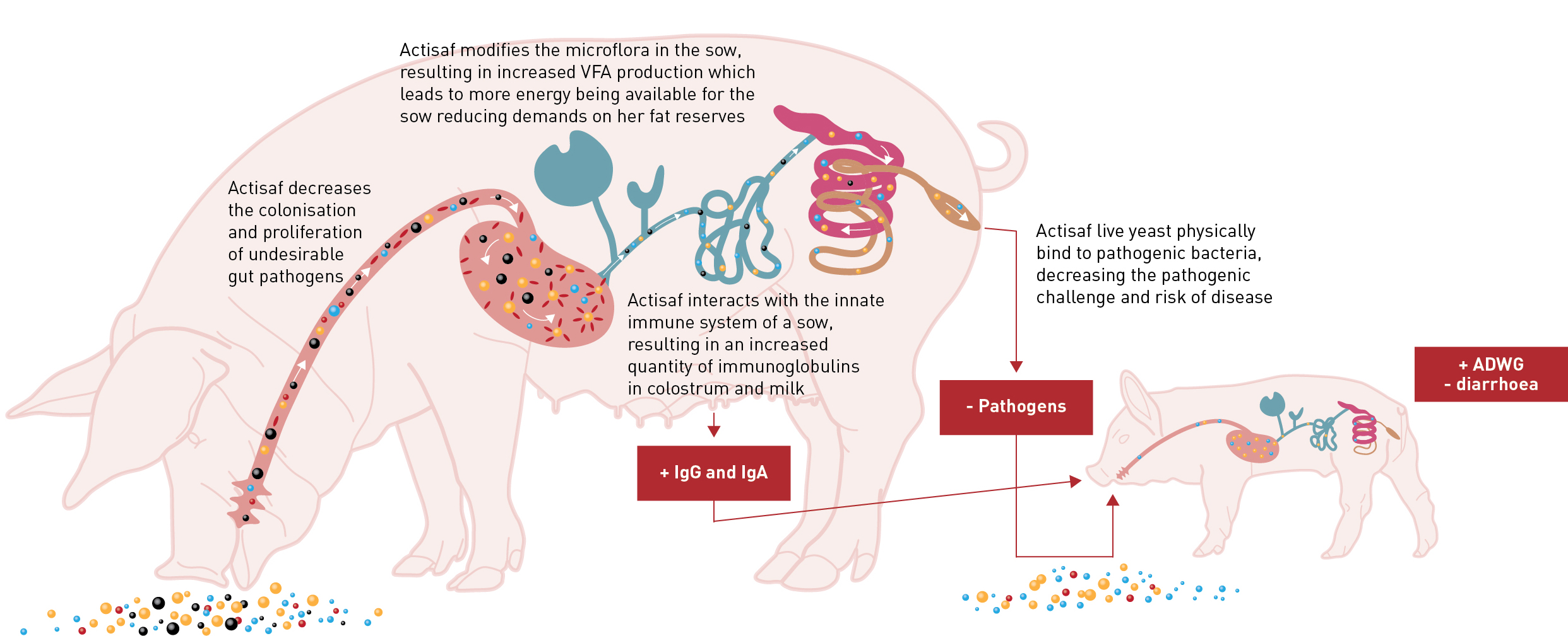 Image depicting how Actisaf live yeast interacts with the sow to improve colostrum quality and reduce pathogen pressure on both her and her piglets. 