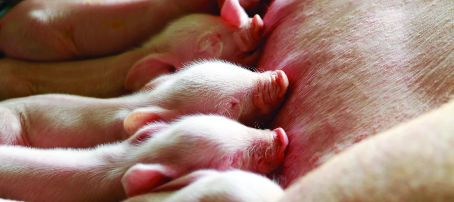 Actisaf® helping to produce healthier, happier and heavier piglets