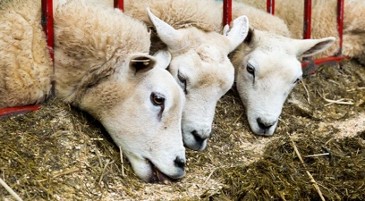 Maximising returns from store lamb production: diet advice and the role of Actisaf® live yeast